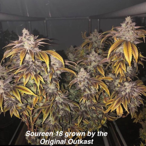 Soureen #18 (Irene x Sour Diesel)