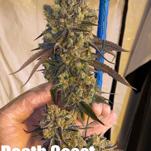 Death Coast (Death Star x Sour Diesel)