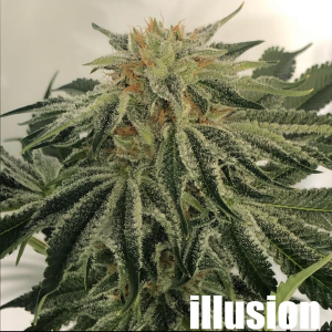 The Illusion (Illudium Q36 space modulator x Silver Pearl)
