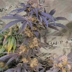 Soureen #16 (Irene x Sour Diesel)