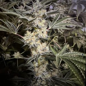 Four-Way x Silver Pearl
