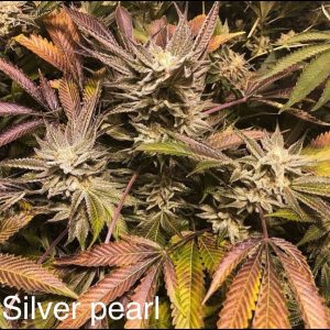 Lemon G x Silver Pearl