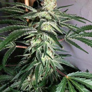 WoodyHaze x Silver Pearl