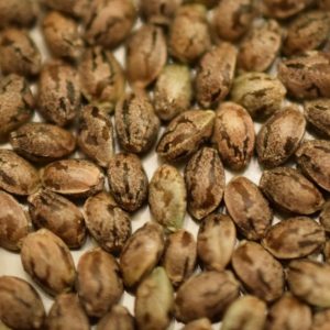 Seeds